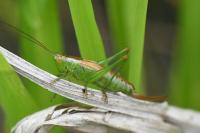 Conocephalus dorsalis