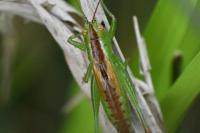 Conocephalus dorsalis