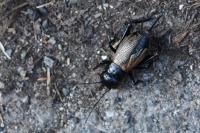 Gryllus campestris