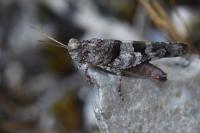 Oedipoda caerulescens