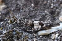 Oedipoda caerulescens