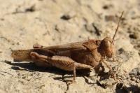 Oedipoda caerulescens