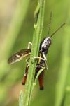 Omocestus rufipes