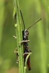 Omocestus rufipes