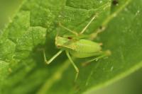 Leptophyes punctatissima