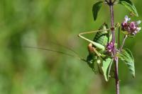 Ephippiger diurnus diurnus