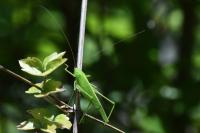 Phaneroptera falcata