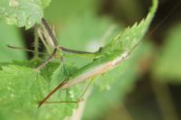 Conocephalus fuscus