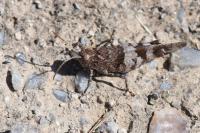 Oedipoda caerulescens