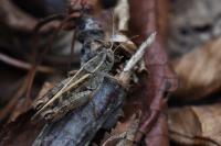 Calliptamus italicus