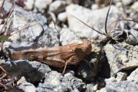 Oedipoda caerulescens