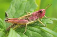 Stethophyma grossum