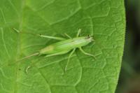 Ruspolia nitidula