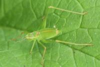 Leptophyes punctatissima