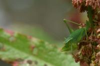 Leptophyes punctatissima
