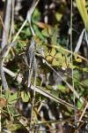 Platycleis albopunctata