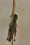 Stenobothrus lineatus