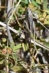 Platycleis albopunctata
