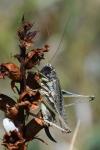 Platycleis albopunctata