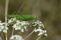 Phaneroptera falcata