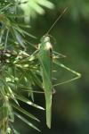 Phaneroptera falcata