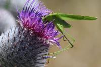 Phaneroptera falcata