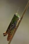 Stenobothrus lineatus