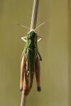Stenobothrus lineatus