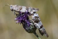 Oedipoda caerulescens