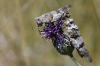 Oedipoda caerulescens