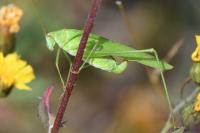 Phaneroptera falcata