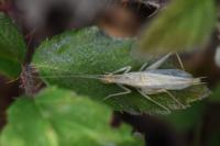 Oecanthus pellucens