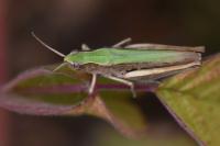 Chorthippus dorsatus