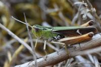 Stenobothrus lineatus