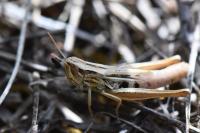 Euchorthippus declivus