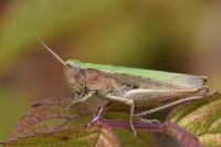 Chorthippus dorsatus