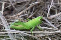 Mecostethus parapleurus