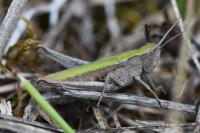 Chorthippus dorsatus