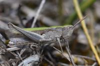 Chorthippus dorsatus