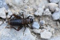 Nemobius sylvestris