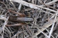 Roeseliana roeselii