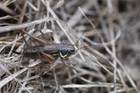 Roeseliana roeselii