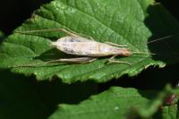 Oecanthus pellucens