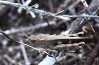 Aiolopus strepens