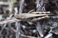 Aiolopus strepens