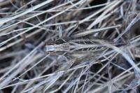 Tessellana tessellata