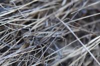 Tessellana tessellata