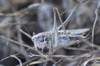 Tessellana tessellata