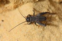 Eumodicogryllus bordigalensis