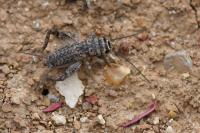 Eumodicogryllus bordigalensis